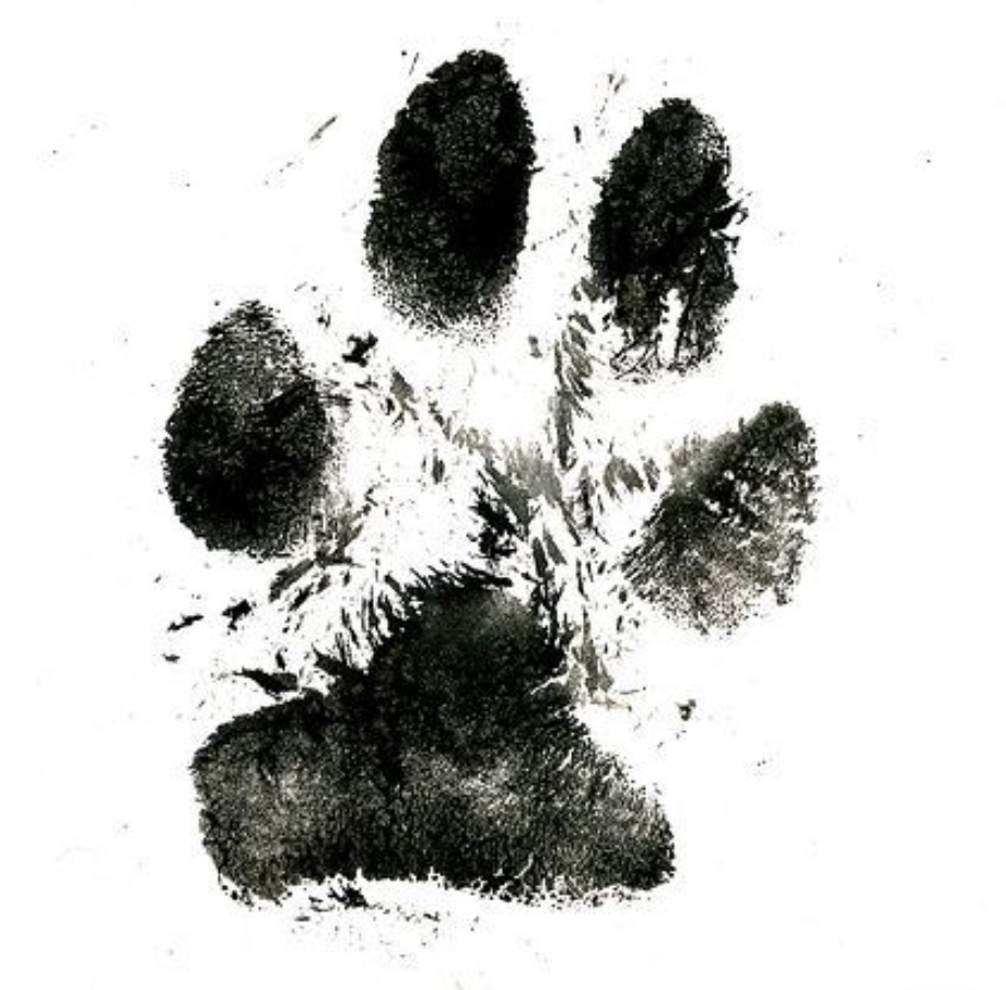 Pet Paw Print Christmas Ornament-Bandicute