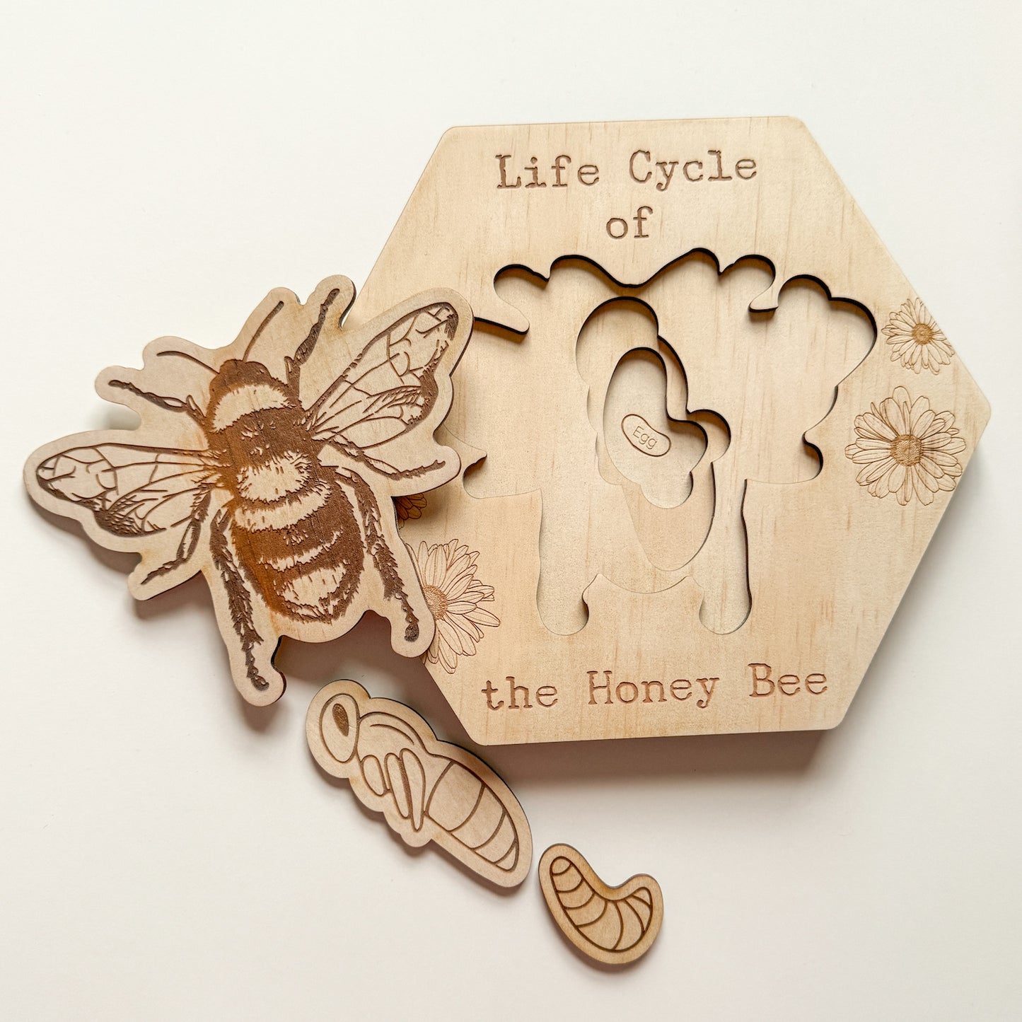 Bee Life Cycle Puzzle-Bandicute