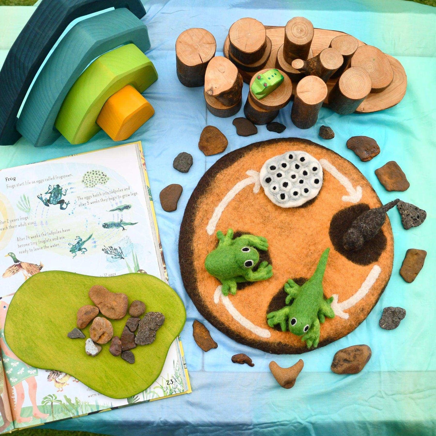 Felt Lifecycle of a Frog-Bandicute